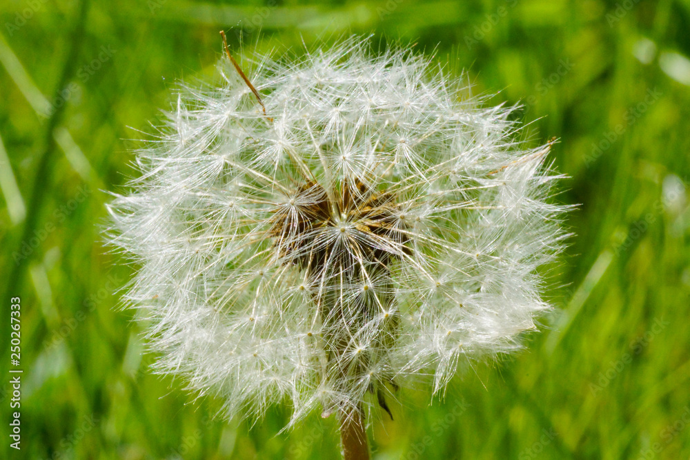 Obraz premium flowers