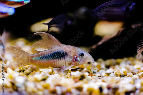 Catfish from genus corydoras in a aquarium close up