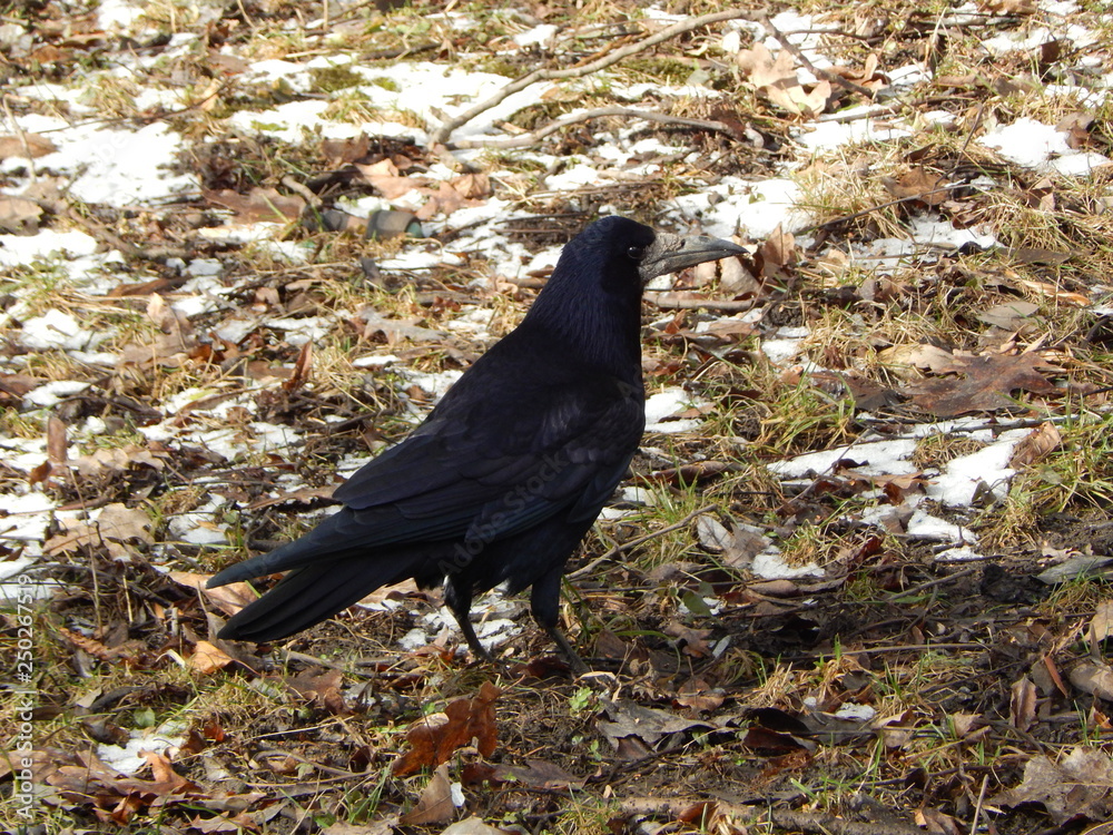 Fototapeta premium rook