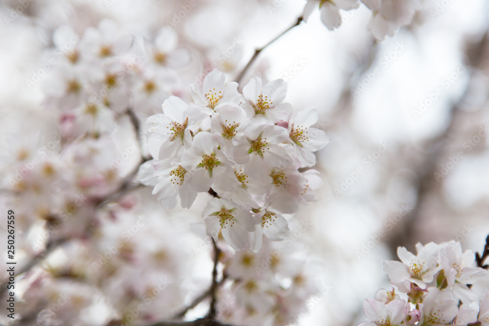 Cherry blossoms or Sakura at Kawaguchiko lake, Japan Cherry blossoms or Sakura at Kawaguchiko lake, Japan