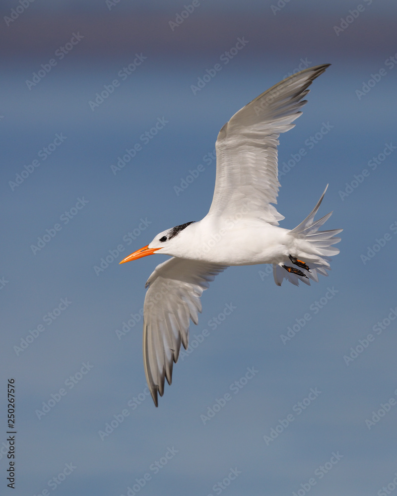 Royal Tern in flight - Jekyll Island, Georgia Royal Tern in flight - Jekyll Island, Georgia
