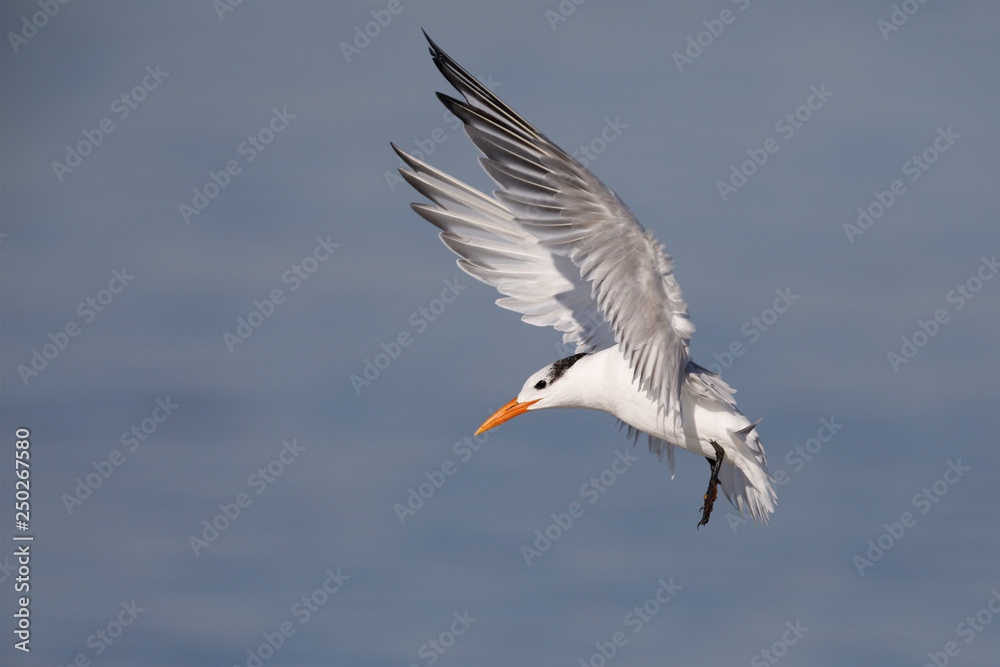 Royal Tern preparing to land - Jekyll Island, Georgia Royal Tern preparing to land - Jekyll Island, Georgia