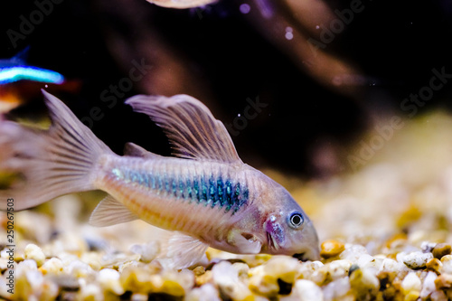 Catfish from genus corydoras in a aquarium close up photo