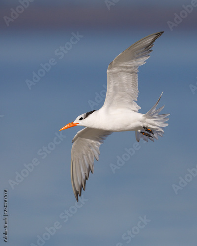 Royal Tern in flight - Jekyll Island, Georgia