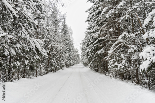 Winter country road with fir forest on the side
