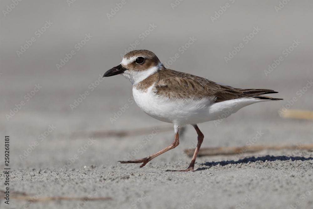 Wilson's Plover in winter plumage - Jekyll Island, Georgia Wilson's Plover in winter plumage - Jekyll Island, Georgia