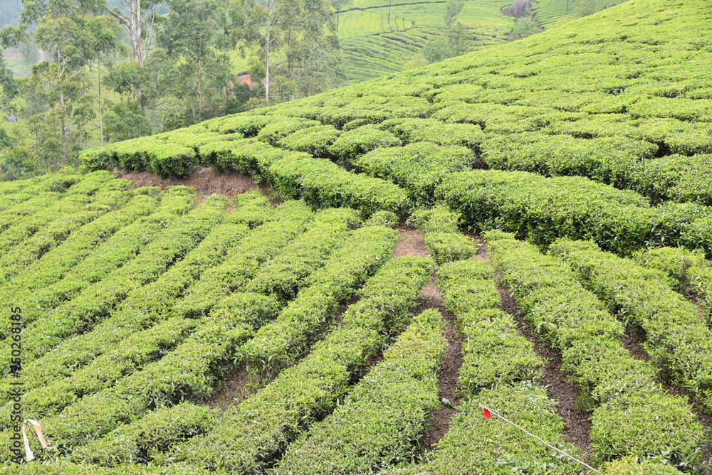 Plantation de thé du Kérala, Inde du Sud