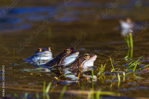 Moore frog in mating season in a lake at spring © Lars Johansson