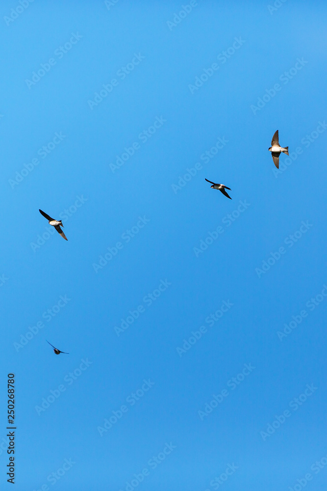 Three House Martins flying in the blue sky