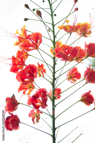 Detail of a incredibly beautiful orange flower, the scientific name of the tree is: Caesalpinia pulcherrima