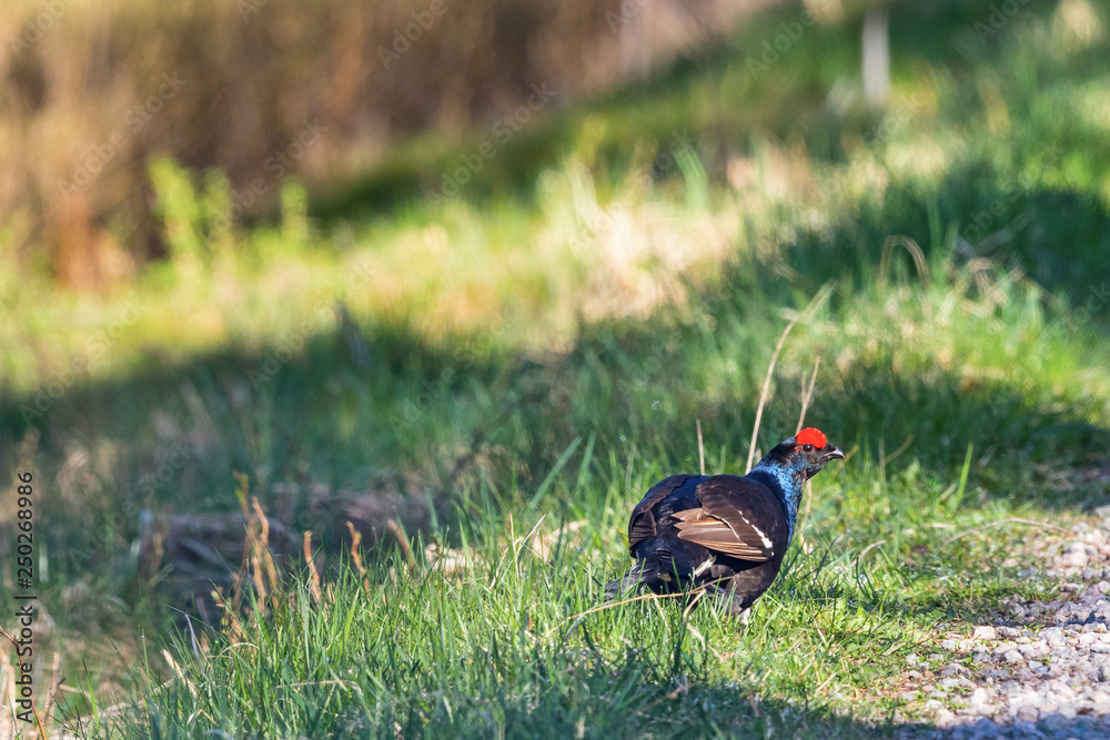 Fototapeta premium Black grouse standing in the grass and watching