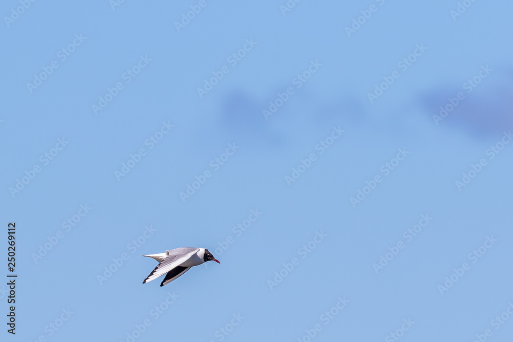 Black-headed gull flying in the sky Black-headed gull flying in the sky