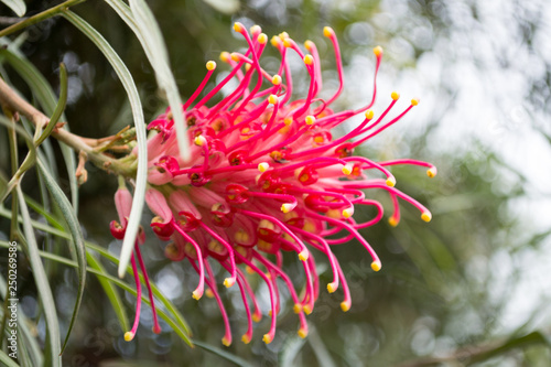 Detail of a flower of Red Silky Oak or Banks' Grevillea (scientific name: Grevillea banksii, Proteaceae) It has a nice interesting shape and it is ready to bloom photo