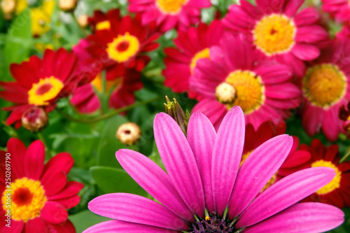 Part of pink daisy flower close-up on blurred floral background