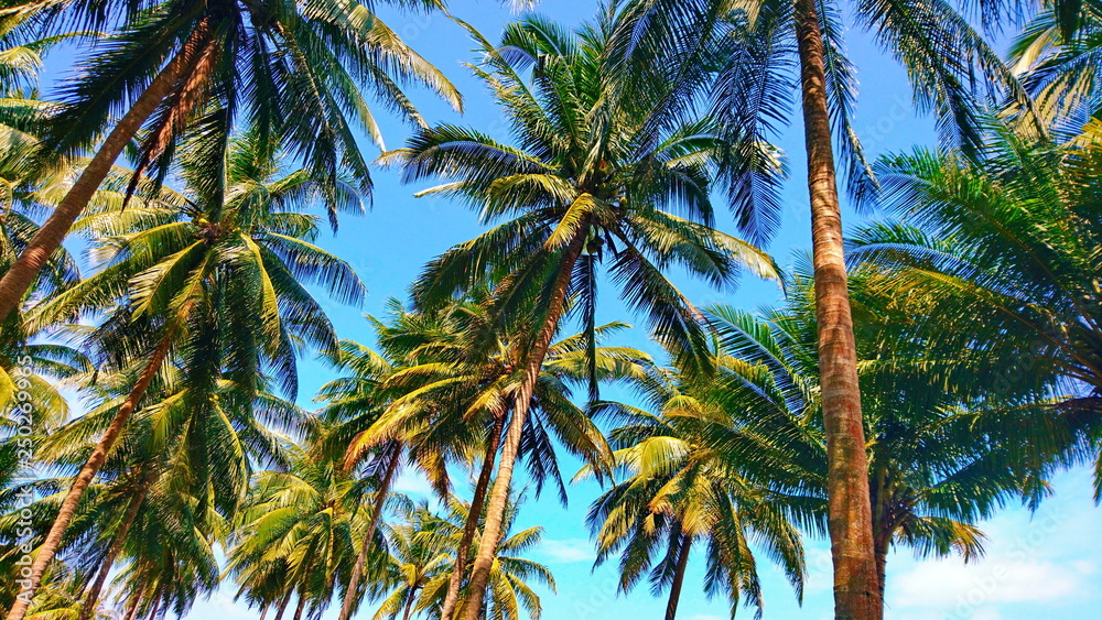 Coconut trees summer set wallpaper hawaii tone 