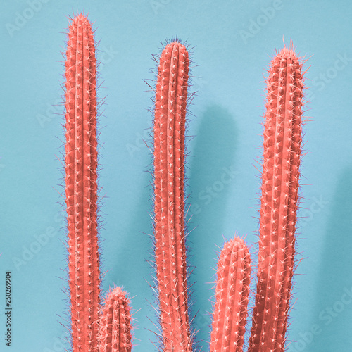 Fashion neon Cactus in Coral color of the Year 2019. Minimal trendy creative stillife on blue design background. Close-up coral tropical plant. Pop Art concept. 16-1546 photo