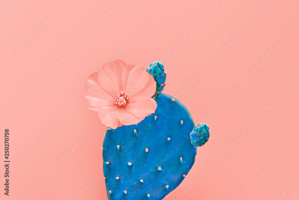 Fashion Cactus with flower on Trendy Living Coral pastel background, Minimal creative style. Fun Summer Sweet coral Mood. Close-up tropical cactus plant. 16-1546 - obrazy, fototapety, plakaty 
