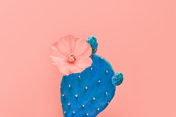 Gordijnen Cactus Cactus met bloem op koraalachtergrond  © evgenij918