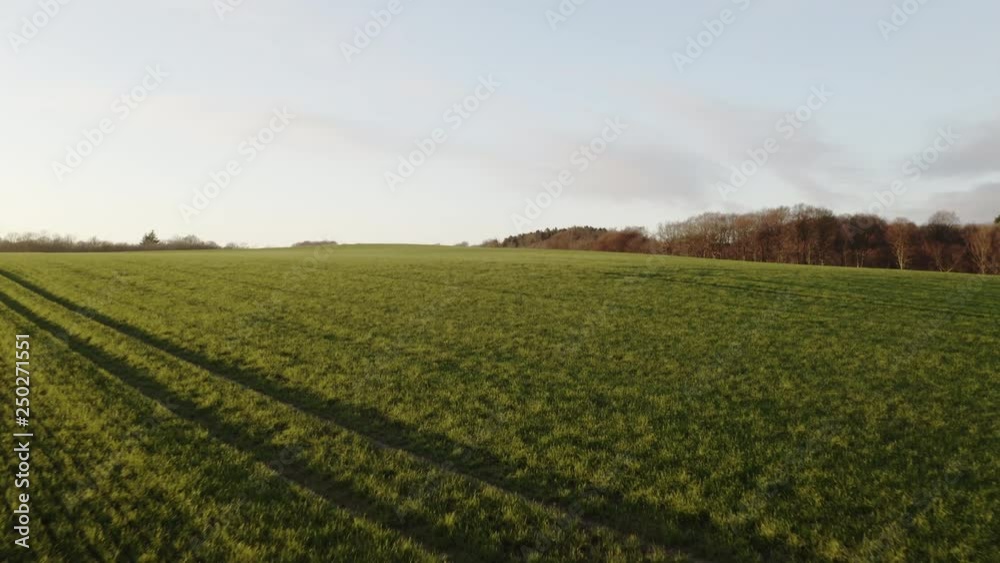 Green meadow near forest in Denmark