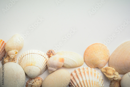 Sea shell objects for seaside and beach themed design