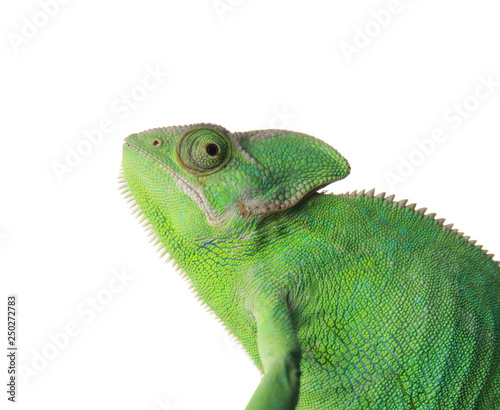 Cute green chameleon on white background
