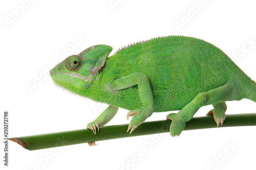 Cute green chameleon on branch against white background © Pixel-Shot