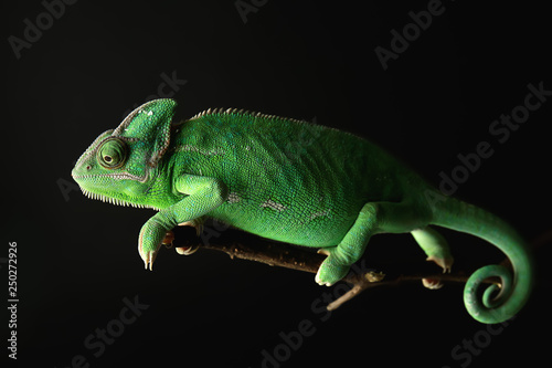Cute green chameleon on branch against dark background