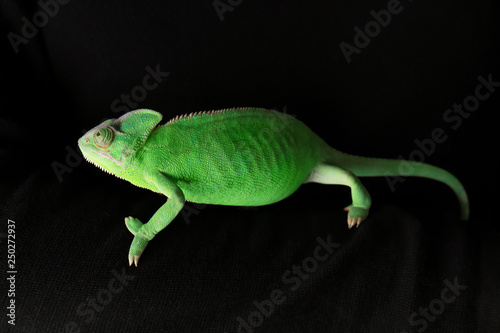 Cute green chameleon on dark background
