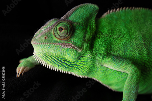 Cute green chameleon on dark background