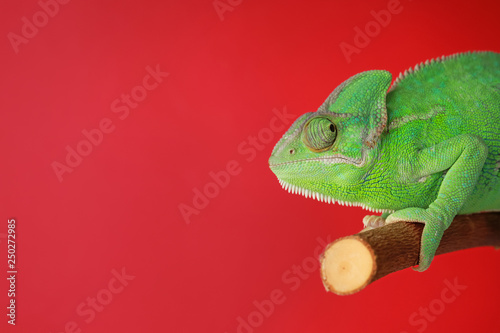 Cute green chameleon on bra...