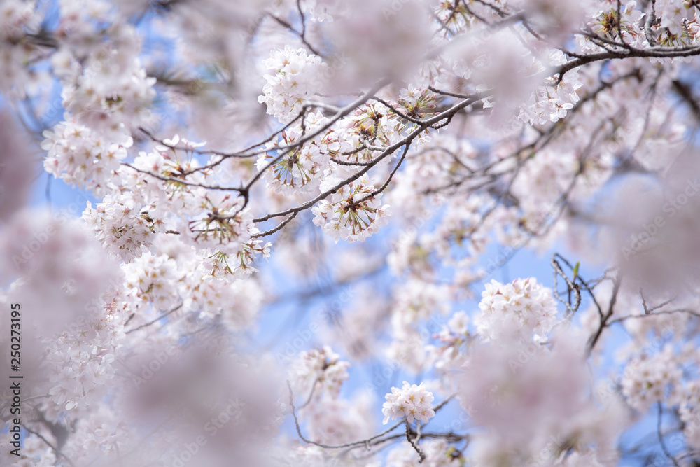 満開の桜　春の桜