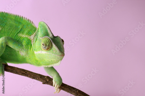 Cute green chameleon on bra...