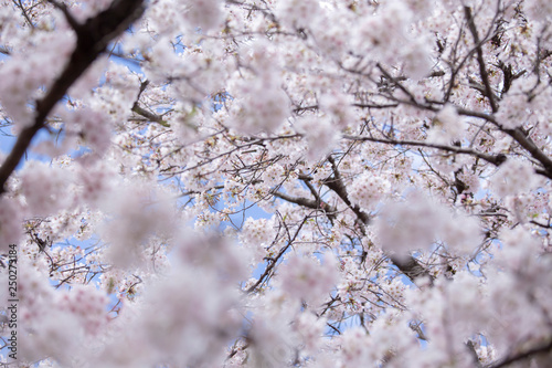 満開の桜　春の桜