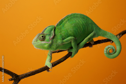 Cute green chameleon on branch against color background