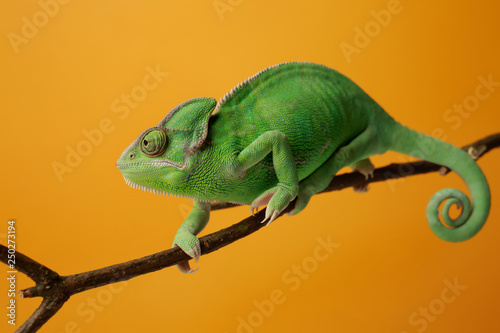 Cute green chameleon on branch against color background © Pixel-Shot