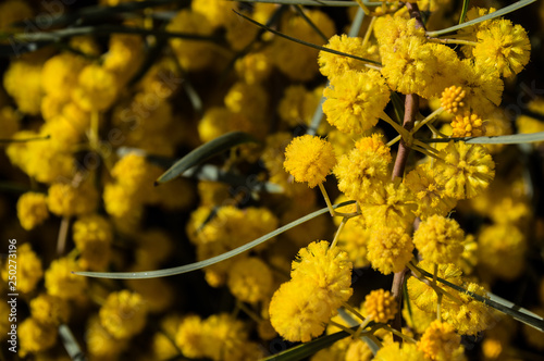 Golden Mimosa Flowers