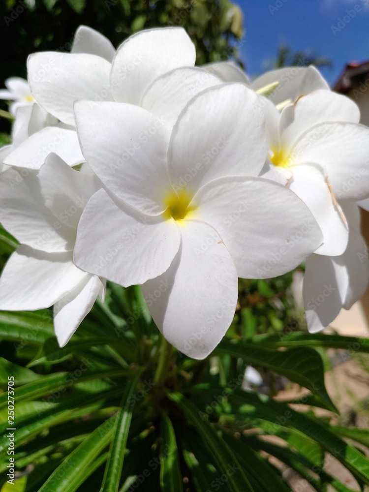 Fototapeta premium White Florwer