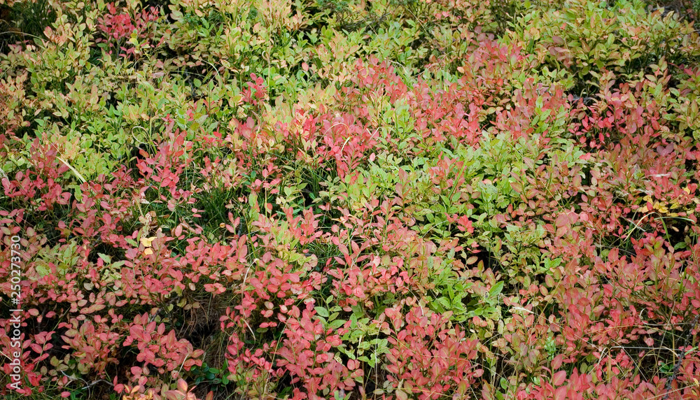 group of wild blueberry plants, forest, colorful leaves of red, yellow, orange, green, due to the cold, undergrowth, autumn, foliage, golden, Zermatt, mountain, Swiss