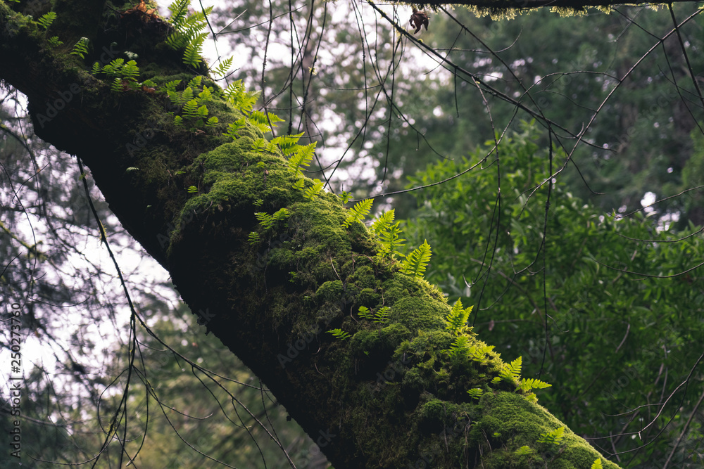 Fototapeta premium Mossy Tree in a vibrant forrest