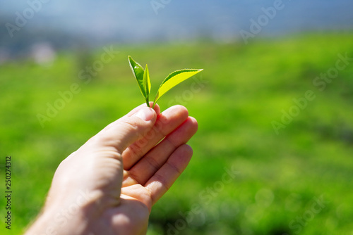 Green tea leaves in hand under the sun. Tea plantations, sri lanka