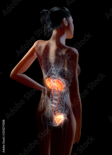Female urinary tract, medically 3D illustration