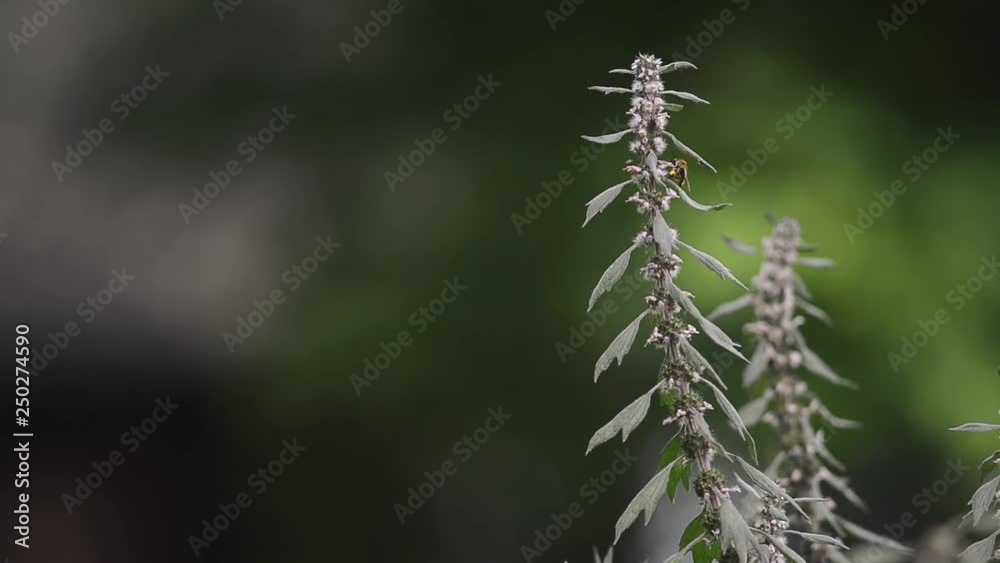 A large working bee collects nectar from field mint flowers A large working bee collects nectar from field mint flowers