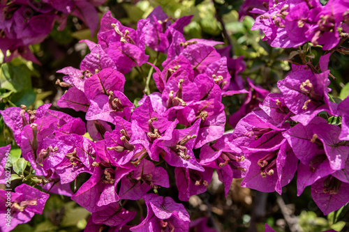 Bougainvillea flower burst