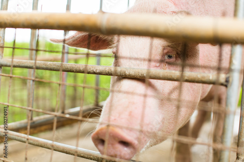 Big Pink Pig looking thru cage Farm