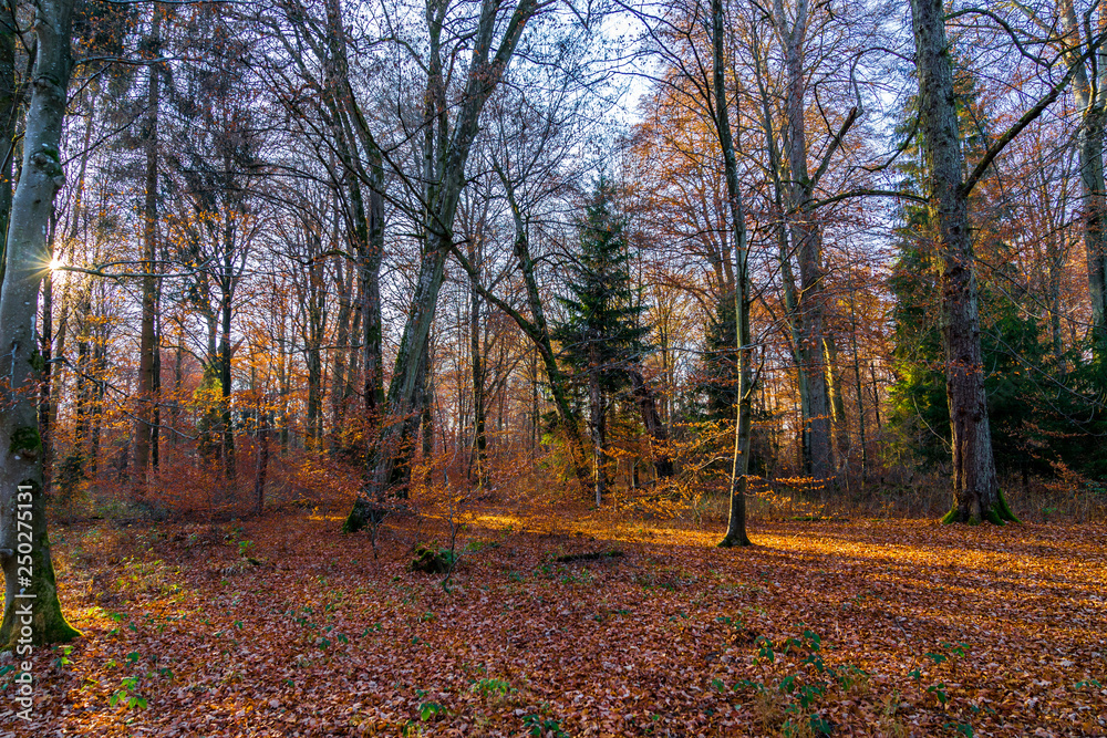 Brown leaves covering ground of magic forest clearing in autumn