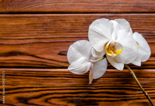 Branch of a White orchid on a brown wooden background 