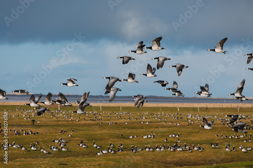 Birds soar. Lots of birds in the air. Migratory birds. Migration of animals. © Yauhen Leukavets