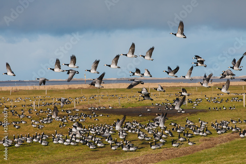 Birds soar. Lots of birds in the air. Migratory birds. Migration of animals. © Yauhen Leukavets