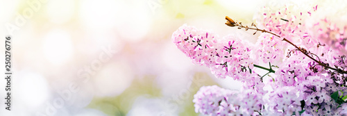 Lilac flowers spring blossom, sunny day light bokeh background 