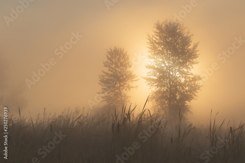 Foggy Sunrise